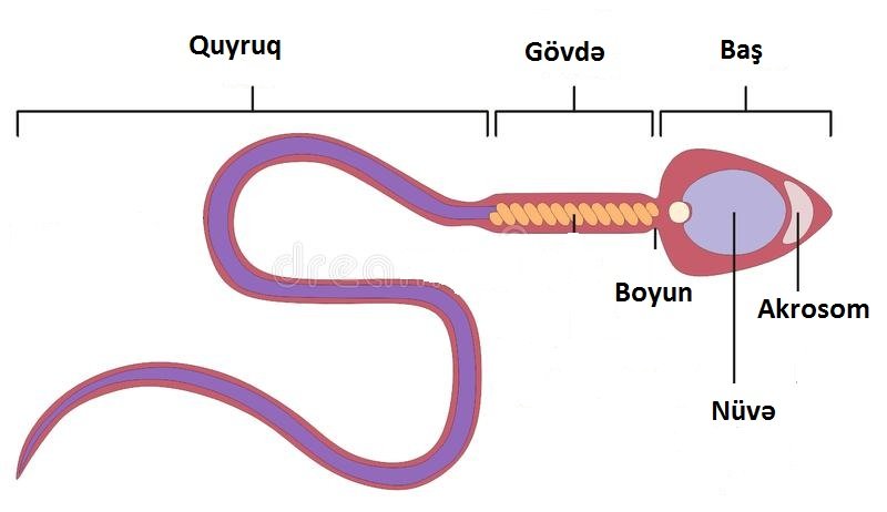 Varikosel - sonsuzluq - androloq Ziyad Aliyev Baki - sperma faizi